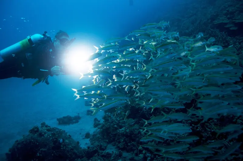 Night Dive